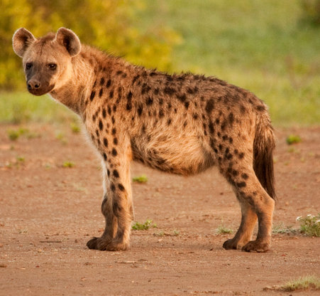 photo of a spotted hyena